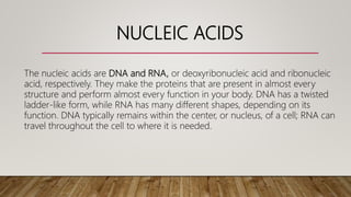 NUCLEIC ACIDS
The nucleic acids are DNA and RNA, or deoxyribonucleic acid and ribonucleic
acid, respectively. They make the proteins that are present in almost every
structure and perform almost every function in your body. DNA has a twisted
ladder-like form, while RNA has many different shapes, depending on its
function. DNA typically remains within the center, or nucleus, of a cell; RNA can
travel throughout the cell to where it is needed.
 