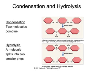 Condensation and Hydrolysis
Condensation
Two molecules
combine
Hydrolysis
A molecule
splits into two
smaller ones
 