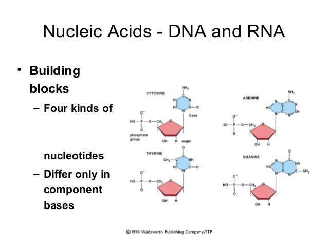 What Are The Monomers Building Blocks Of Nucleic Acids What Are The Monomers Building Blocks Of Nucleic Acids