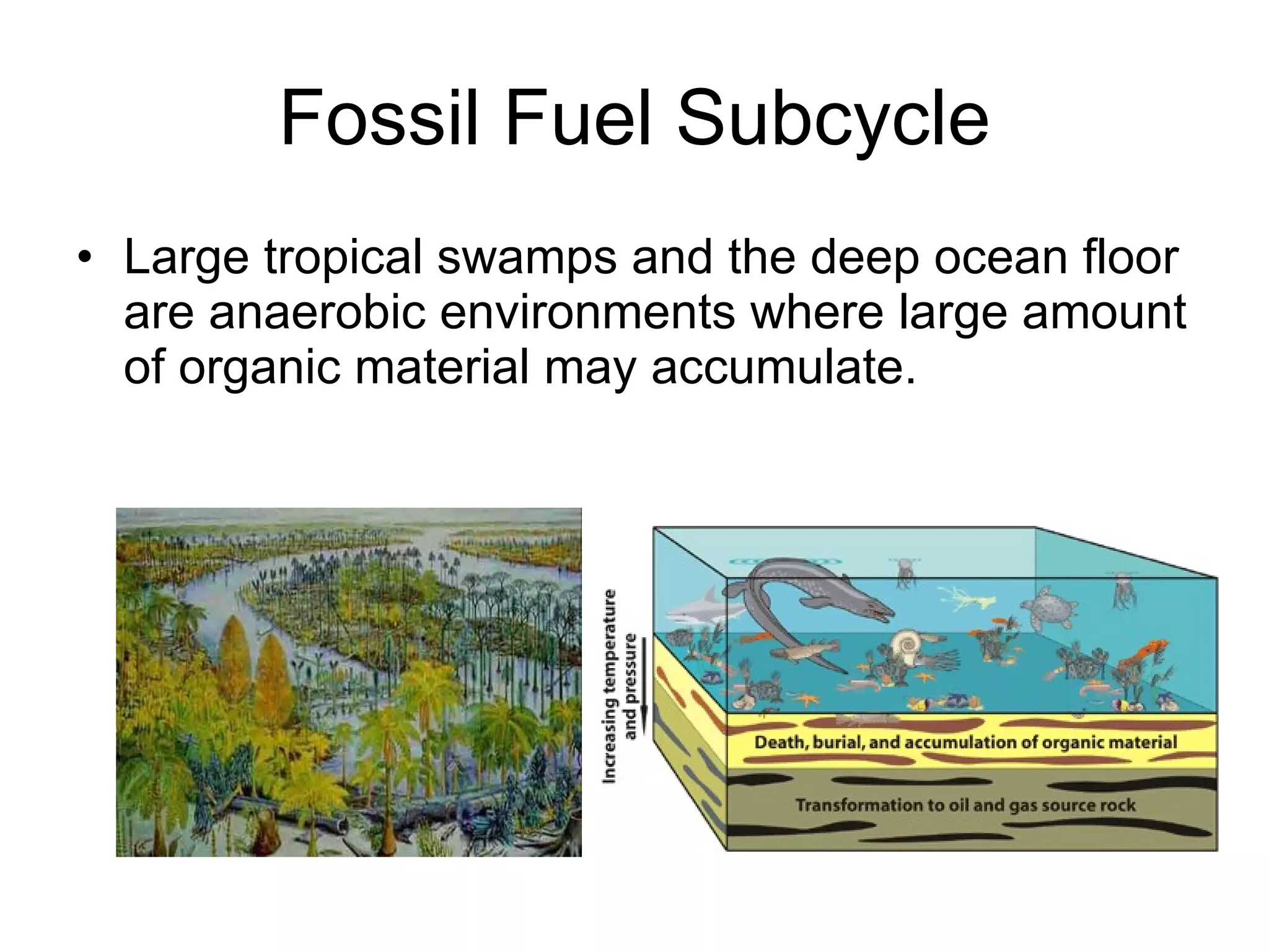 Fossil Fuel Subcycle Large tropical swamps and the deep ocean floor are anaerobic environments where large amount of organic material may accumulate. 