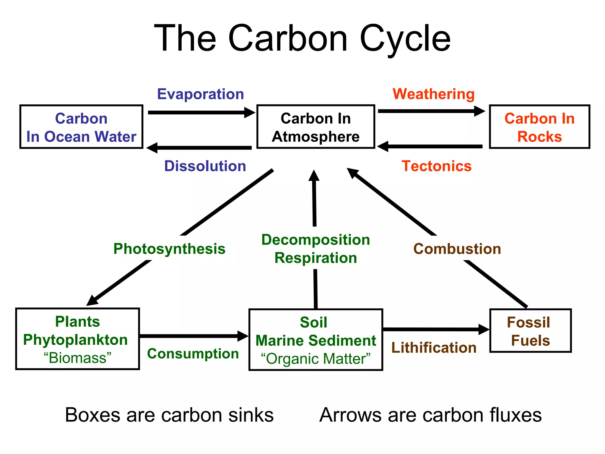 The Carbon Cycle Dissolution Plants Phytoplankton   “ Biomass” Fossil  Fuels Decomposition Respiration Combustion Carbon In Atmosphere Carbon In Rocks Carbon In Ocean Water Weathering Tectonics Evaporation Lithification Soil  Marine Sediment “ Organic Matter” Photosynthesis Boxes are carbon sinks  Arrows are carbon fluxes Consumption 