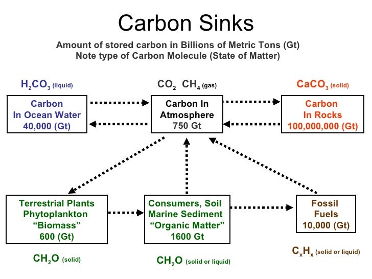 Carbon Cycle