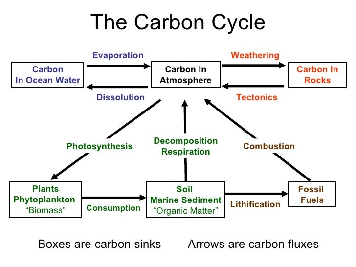 Image result for linear diagram of carbon cycle.
