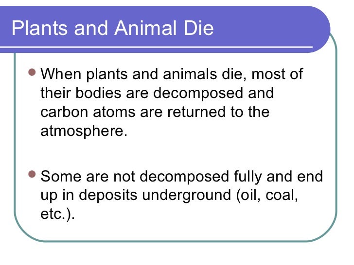 Plants Pull Carbon From The Atmosphere To Make Food Plants Pull Carbon From The Atmosphere To Make Food
