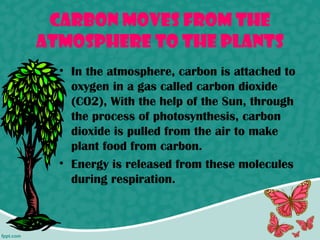 Carbon moves from the
atmosphere to the Plants
  • In the atmosphere, carbon is attached to
    oxygen in a gas called carbon dioxide
    (CO2), With the help of the Sun, through
    the process of photosynthesis, carbon
    dioxide is pulled from the air to make
    plant food from carbon.
  • Energy is released from these molecules
    during respiration.
 