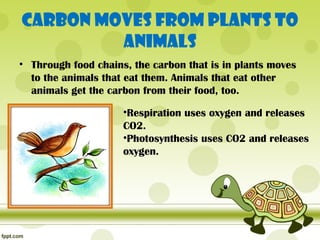 Carbon moves from Plants to
         Animals
• Through food chains, the carbon that is in plants moves
  to the animals that eat them. Animals that eat other
  animals get the carbon from their food, too.

                     •Respiration uses oxygen and releases
                     CO2.
                     •Photosynthesis uses CO2 and releases
                     oxygen.
 