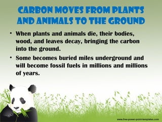 Carbon moves from Plants
  and Animals to the Ground
• When plants and animals die, their bodies,
  wood, and leaves decay, bringing the carbon
  into the ground.
• Some becomes buried miles underground and
  will become fossil fuels in millions and millions
  of years.
 