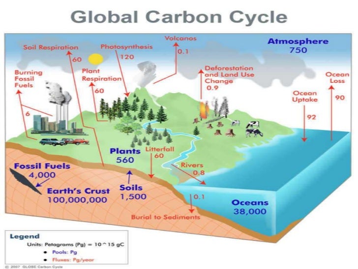 carbon cycle carbon cycle steps