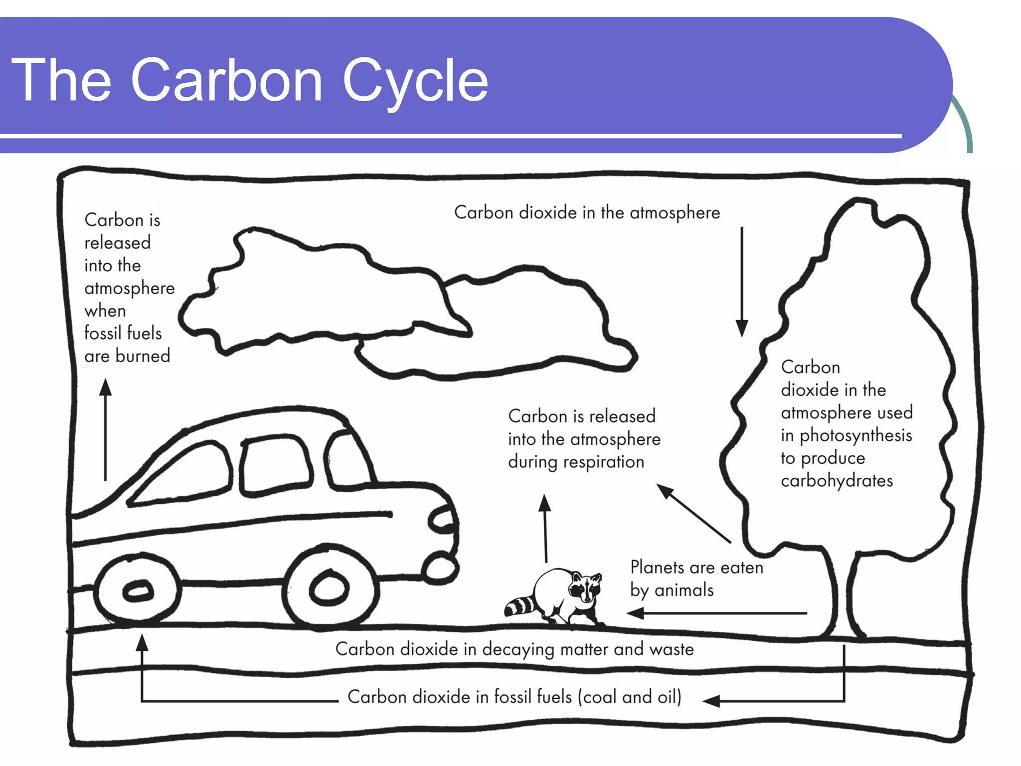 The Carbon Cycle
 