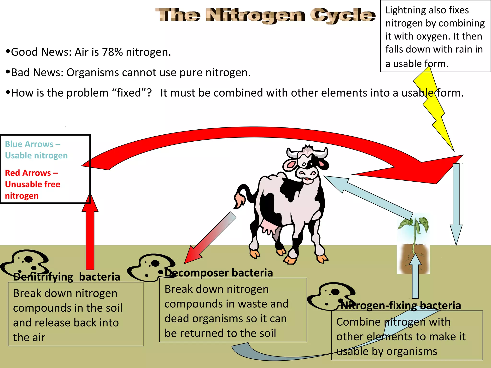 •Good News: Air is 78% nitrogen.
•Bad News: Organisms cannot use pure nitrogen.
•How is the problem “fixed”? It must be combined with other elements into a usable form.
Nitrogen-fixing bacteria
Combine nitrogen with
other elements to make it
usable by organisms
Decomposer bacteria
Break down nitrogen
compounds in waste and
dead organisms so it can
be returned to the soil
Denitrifying bacteria
Break down nitrogen
compounds in the soil
and release back into
the air
Lightning also fixes
nitrogen by combining
it with oxygen. It then
falls down with rain in
a usable form.
Blue Arrows –
Usable nitrogen
Red Arrows –
Unusable free
nitrogen
 