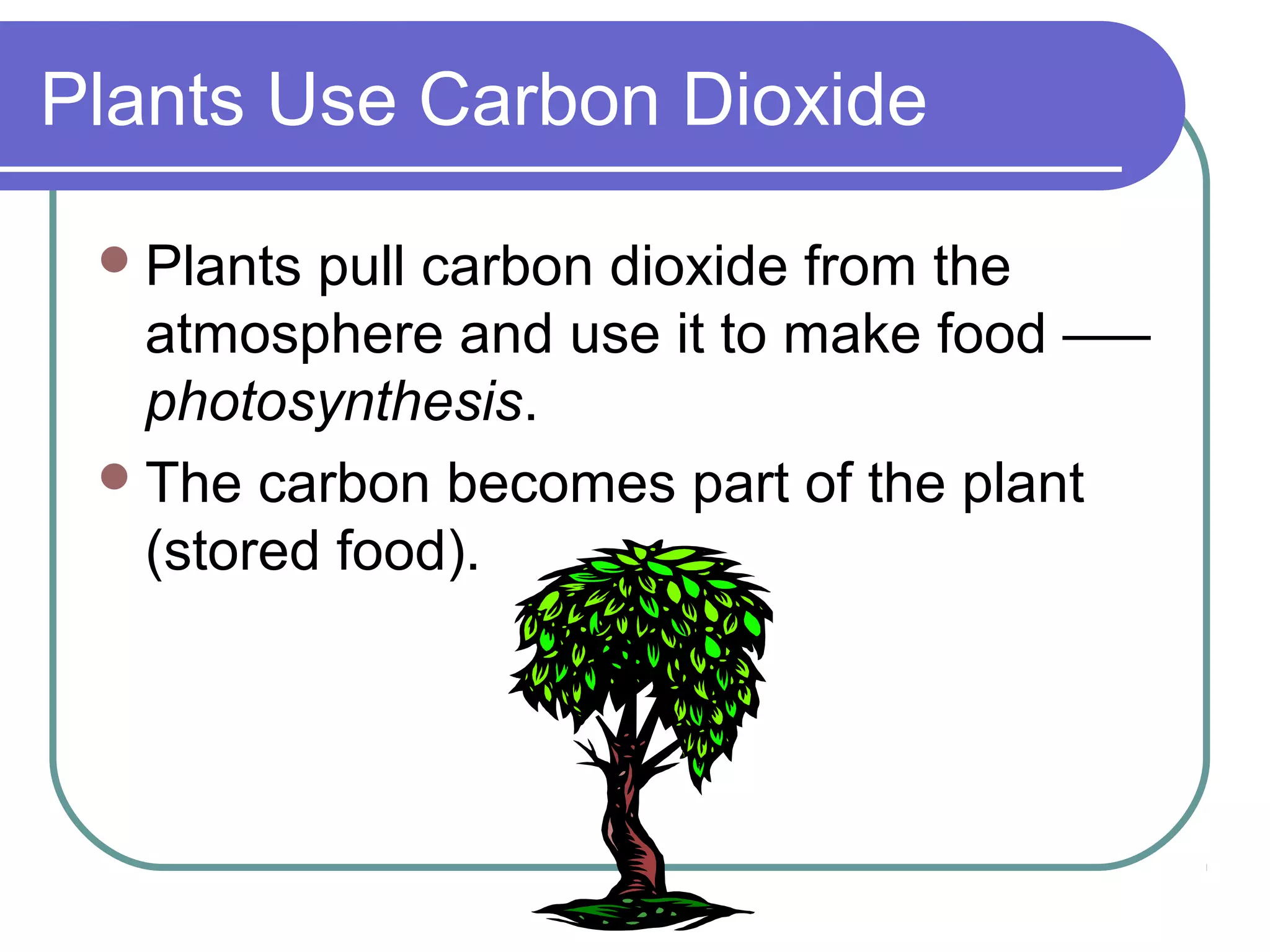 Plants Use Carbon Dioxide
Plants pull carbon dioxide from the
atmosphere and use it to make food –—
photosynthesis.
The carbon becomes part of the plant
(stored food).
 