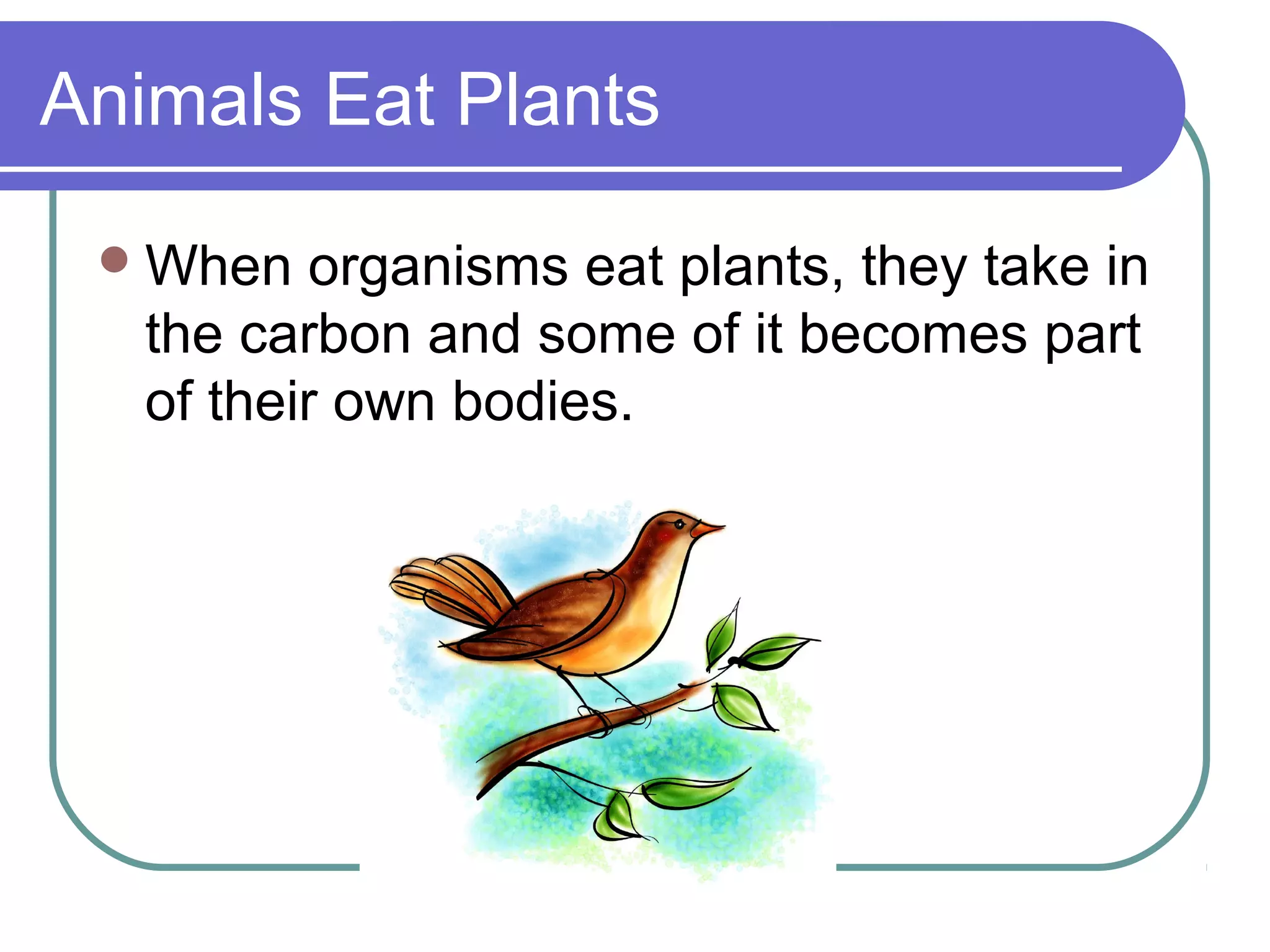 Animals Eat Plants
When organisms eat plants, they take in
the carbon and some of it becomes part
of their own bodies.
 