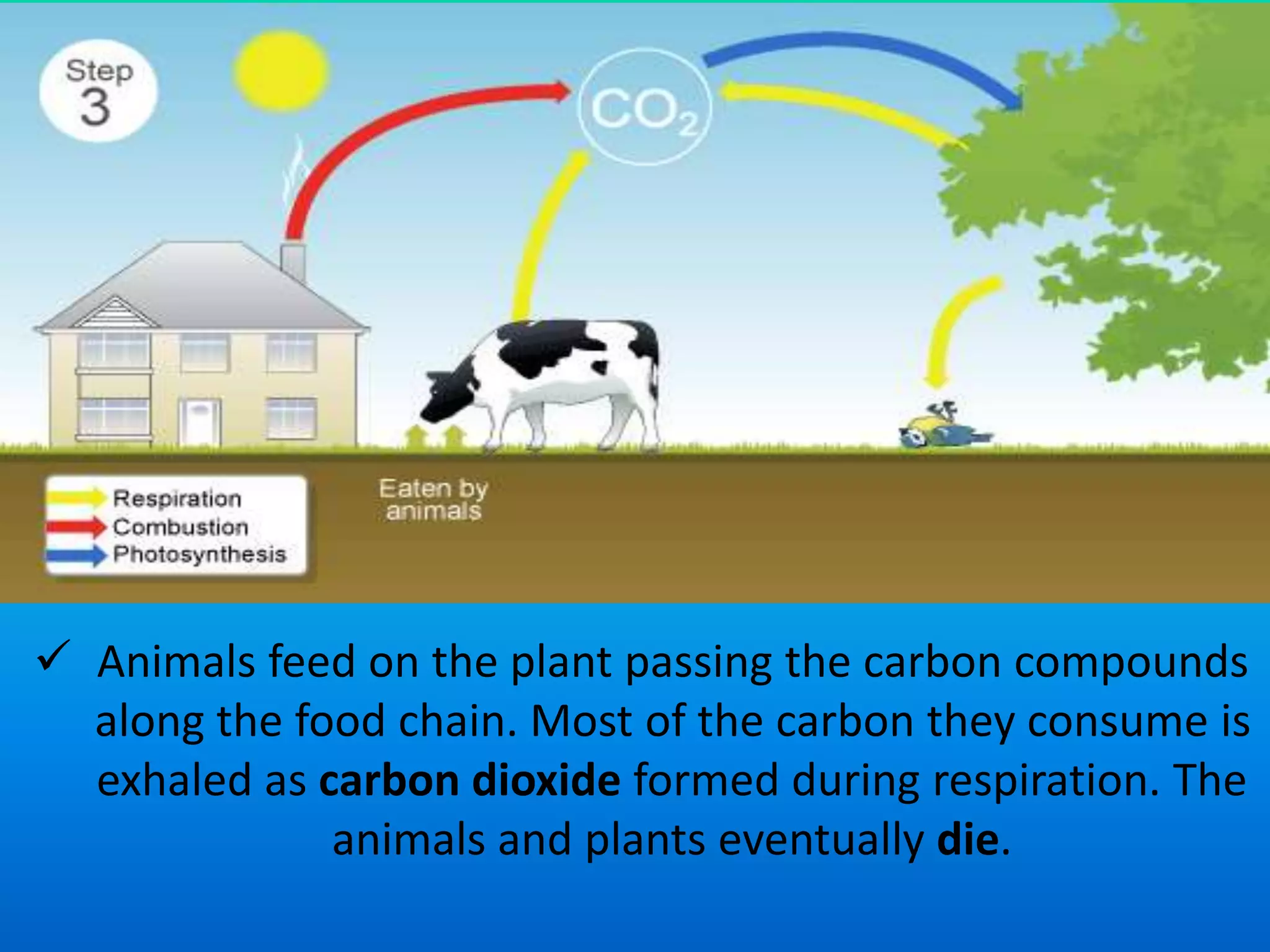  Animals feed on the plant passing the carbon compounds 
along the food chain. Most of the carbon they consume is 
exhaled as carbon dioxide formed during respiration. The 
animals and plants eventually die. 
 