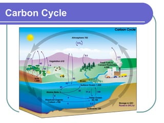 Carbon Cycle
 