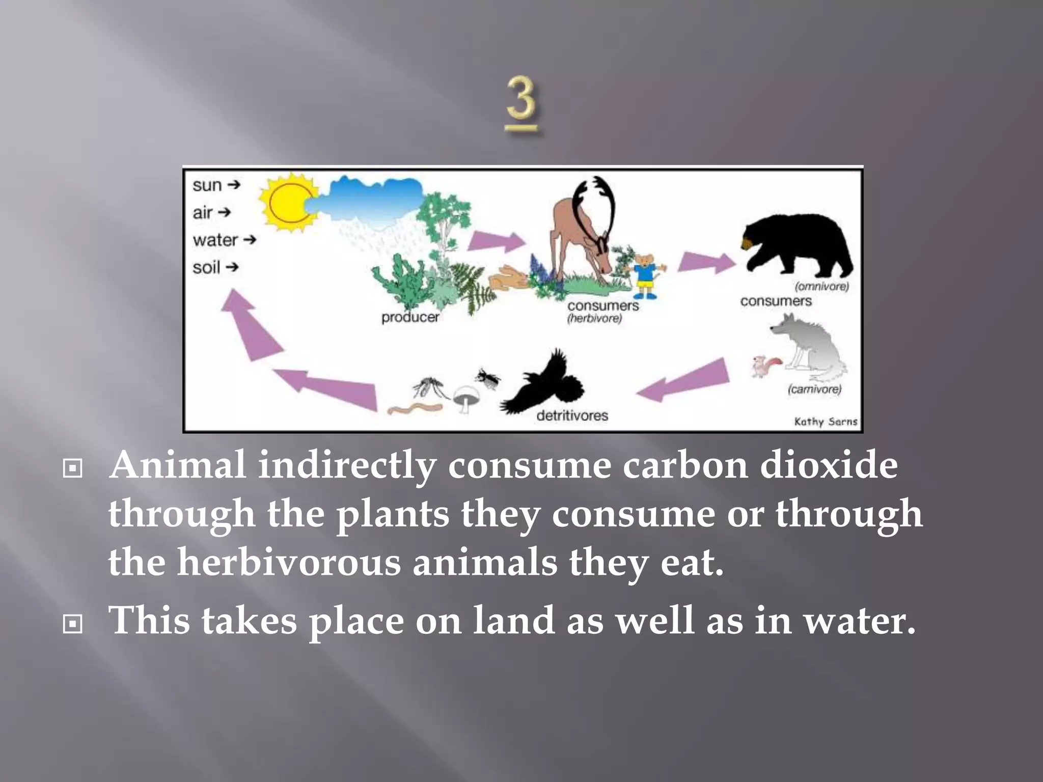  Animal indirectly consume carbon dioxide
through the plants they consume or through
the herbivorous animals they eat.
 This takes place on land as well as in water.
 