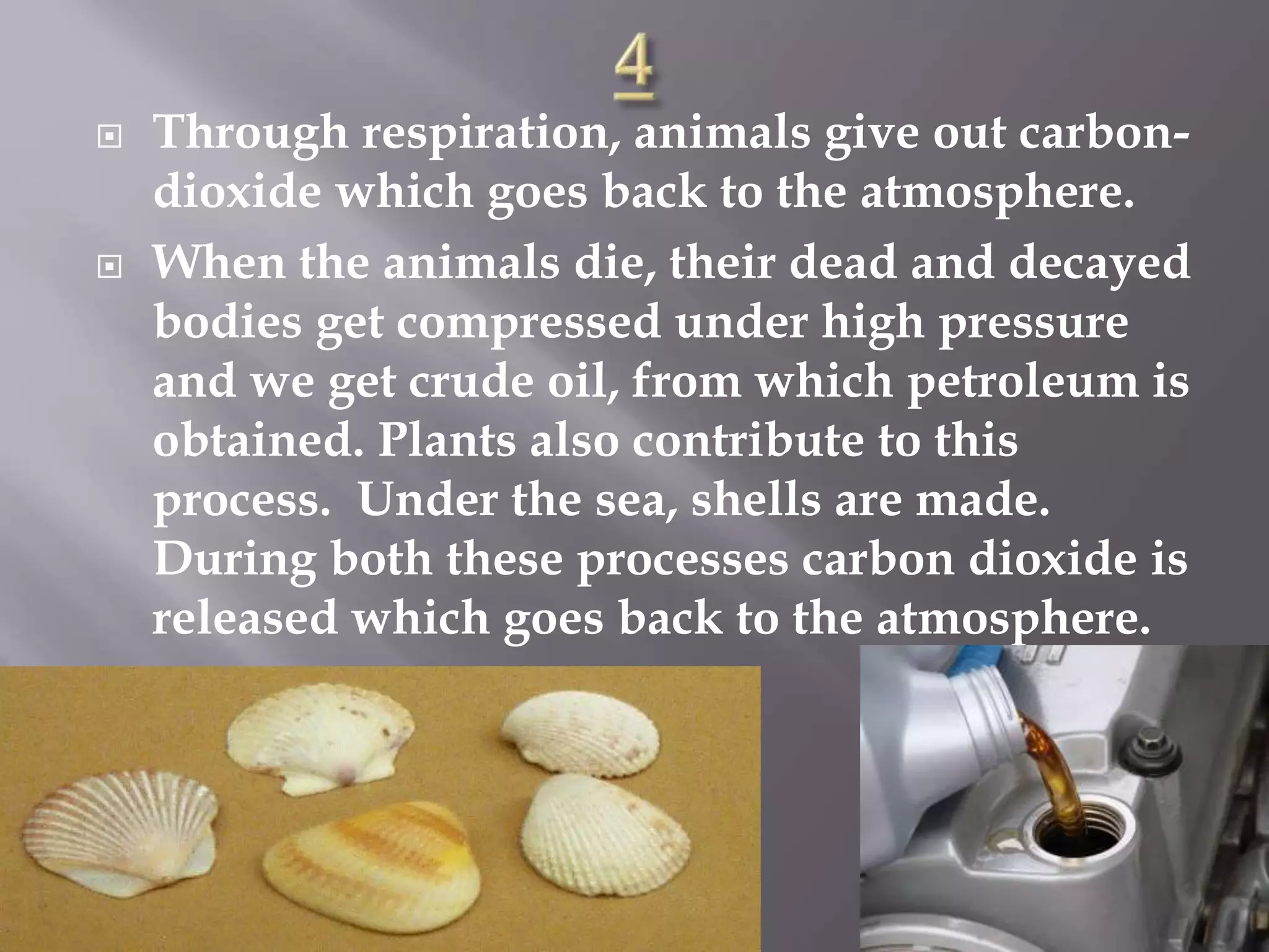  Through respiration, animals give out carbon-
dioxide which goes back to the atmosphere.
 When the animals die, their dead and decayed
bodies get compressed under high pressure
and we get crude oil, from which petroleum is
obtained. Plants also contribute to this
process. Under the sea, shells are made.
During both these processes carbon dioxide is
released which goes back to the atmosphere.
 