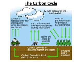 The Carbon Cycle
 