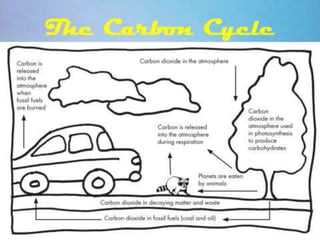 carboncycle