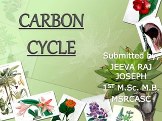 CARBON
CYCLE Submitted by,
JEEVA RAJ
JOSEPH
1ST M.Sc. M.B.
MSRCASC
 