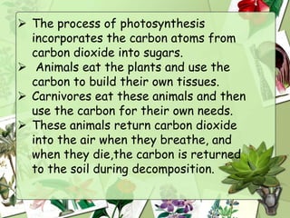 Carbon cycle | PPTX