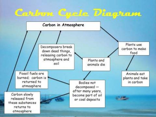 carbon cycle carbon cycle steps