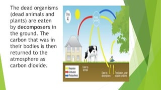 The dead organisms
(dead animals and
plants) are eaten
by decomposers in
the ground. The
carbon that was in
their bodies is then
returned to the
atmosphere as
carbon dioxide.
 