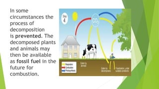 In some
circumstances the
process of
decomposition
is prevented. The
decomposed plants
and animals may
then be available
as fossil fuel in the
future for
combustion.
 