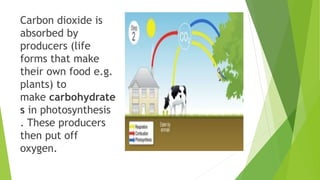 Carbon dioxide is
absorbed by
producers (life
forms that make
their own food e.g.
plants) to
make carbohydrate
s in photosynthesis
. These producers
then put off
oxygen.
 