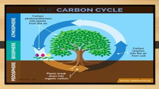 CARBON CYVLE - Ankita 10
 