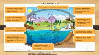 CARBON CYVLE - Ankita 12
 