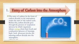 1. Entry of Carbon into the Atmosphere
The entry of carbon (in the form of
carbon dioxide) in the atmosphere
marks the start of the carbon cycle.
Before this, carbon dioxide goes
through the process of respiration
(process by which organisms
release energy from their food) and
combustion (process of burning).
Such both processes involve the
releasing carbon dioxide into the
atmosphere.
CARBON CYVLE - Ankita 13
 