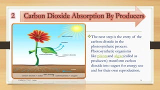 2 Carbon Dioxide Absorption By Producers
The next step is the entry of the
carbon dioxide in the
photosynthetic process.
Photosynthetic organisms
like plantsand algae(called as
producers) transform carbon
dioxide into sugars for energy use
and for their own reproduction.
CARBON CYVLE - Ankita 14
 