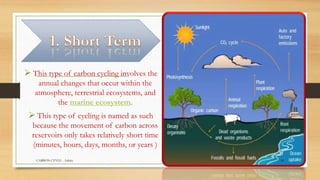  This type of carbon cycling involves the
annual changes that occur within the
atmosphere, terrestrial ecosystems, and
the marine ecosystem.
 This type of cycling is named as such
because the movement of carbon across
reservoirs only takes relatively short time
(minutes, hours, days, months, or years )
CARBON CYVLE - Ankita 18
 