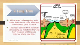  This type of carbon cycling is the
slower form since it takes thousands
to millions of years to occur.
 The excess carbons from the short
term cycling are stored into the “long
term” reservoir until they are
removed after a long time.
CARBON CYVLE - Ankita 19
 