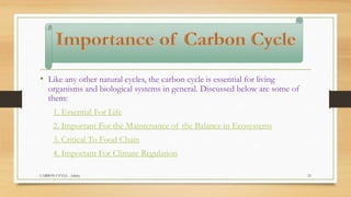 • Like any other natural cycles, the carbon cycle is essential for living
organisms and biological systems in general. Discussed below are some of
them:
1. Essential For Life
2. Important For the Maintenance of the Balance in Ecosystems
3. Critical To Food Chain
4. Important For Climate Regulation
CARBON CYVLE - Ankita 23
 