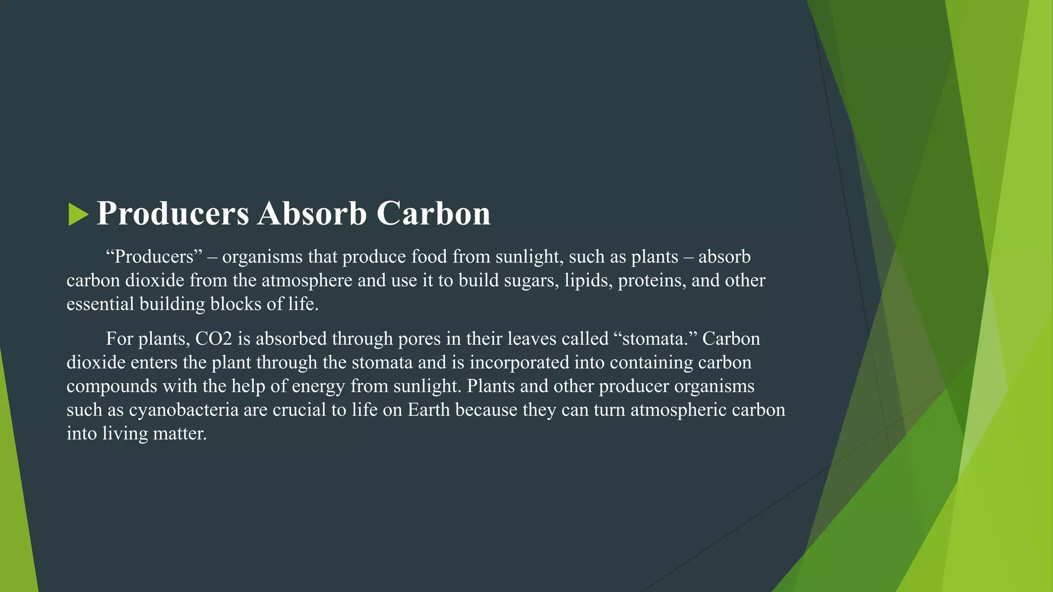  Producers Absorb Carbon
“Producers” – organisms that produce food from sunlight, such as plants – absorb
carbon dioxide from the atmosphere and use it to build sugars, lipids, proteins, and other
essential building blocks of life.
For plants, CO2 is absorbed through pores in their leaves called “stomata.” Carbon
dioxide enters the plant through the stomata and is incorporated into containing carbon
compounds with the help of energy from sunlight. Plants and other producer organisms
such as cyanobacteria are crucial to life on Earth because they can turn atmospheric carbon
into living matter.
 