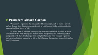  Producers Absorb Carbon
“Producers” – organisms that produce food from sunlight, such as plants – absorb
carbon dioxide from the atmosphere and use it to build sugars, lipids, proteins, and other
essential building blocks of life.
For plants, CO2 is absorbed through pores in their leaves called “stomata.” Carbon
dioxide enters the plant through the stomata and is incorporated into containing carbon
compounds with the help of energy from sunlight. Plants and other producer organisms
such as cyanobacteria are crucial to life on Earth because they can turn atmospheric carbon
into living matter.
 