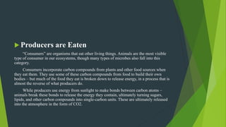  Producers are Eaten
“Consumers” are organisms that eat other living things. Animals are the most visible
type of consumer in our ecosystems, though many types of microbes also fall into this
category.
Consumers incorporate carbon compounds from plants and other food sources when
they eat them. They use some of these carbon compounds from food to build their own
bodies – but much of the food they eat is broken down to release energy, in a process that is
almost the reverse of what producers do.
While producers use energy from sunlight to make bonds between carbon atoms –
animals break these bonds to release the energy they contain, ultimately turning sugars,
lipids, and other carbon compounds into single-carbon units. These are ultimately released
into the atmosphere in the form of CO2.
 