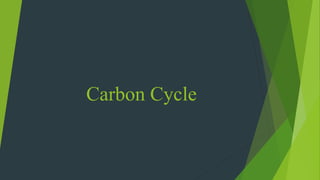 Carbon Cycle
 
