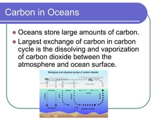 Carbon in Oceans
 Oceans store large amounts of carbon.
 Largest exchange of carbon in carbon
cycle is the dissolving an...