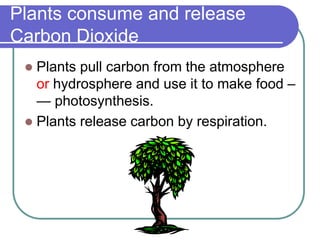 Plants consume and release
Carbon Dioxide
 Plants pull carbon from the atmosphere
or hydrosphere and use it to make food ...