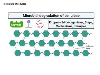 Structure of cellulose
 