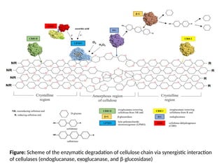 Figure: Scheme of the enzymatic degradation of cellulose chain via synergistic interaction
of cellulases (endoglucanase, exoglucanase, and β‐glucosidase)
 