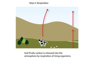 Step 4: Respiration
And finally carbon is released into the
atmosphere by respiration of living organisms.
 