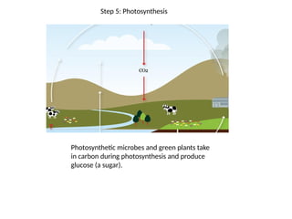 Step 5: Photosynthesis
Photosynthetic microbes and green plants take
in carbon during photosynthesis and produce
glucose (a sugar).
 