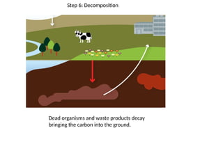 Step 6: Decomposition
Dead organisms and waste products decay
bringing the carbon into the ground.
 