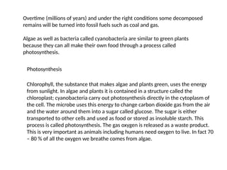 Overtime (millions of years) and under the right conditions some decomposed
remains will be turned into fossil fuels such as coal and gas.
Algae as well as bacteria called cyanobacteria are similar to green plants
because they can all make their own food through a process called
photosynthesis.
Photosynthesis
Chlorophyll, the substance that makes algae and plants green, uses the energy
from sunlight. In algae and plants it is contained in a structure called the
chloroplast; cyanobacteria carry out photosynthesis directly in the cytoplasm of
the cell. The microbe uses this energy to change carbon dioxide gas from the air
and the water around them into a sugar called glucose. The sugar is either
transported to other cells and used as food or stored as insoluble starch. This
process is called photosynthesis. The gas oxygen is released as a waste product.
This is very important as animals including humans need oxygen to live. In fact 70
– 80 % of all the oxygen we breathe comes from algae.
 