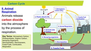 Carbon cycle science powerpoint slide.pptx