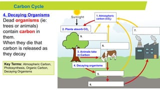 Carbon cycle science powerpoint slide.pptx