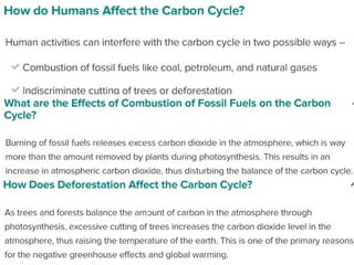 Carbon Cycle ppt on how carbon cycle works | PPTX